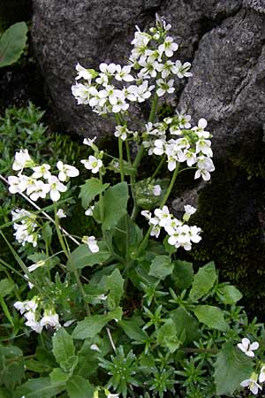 Arabis alpina subsp. alpina \ Alpen-Gnsekresse / Alpine Rock-Cress, A Malta - Tal / Valley 7.6.2008