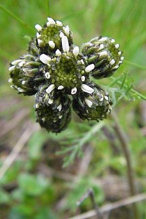 Achillea atrata \ Schwarzrandige Schafgarbe / Black Milfoil, A Kärnten/Carinthia, Petzen 2.7.2010
