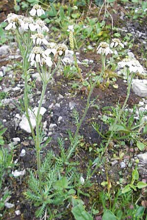 Achillea atrata \ Schwarzrandige Schafgarbe / Black Milfoil, A Hahntennjoch 16.7.2010