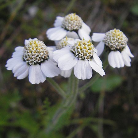 Achillea atrata \ Schwarzrandige Schafgarbe / Black Milfoil, A Hahntennjoch 16.7.2010