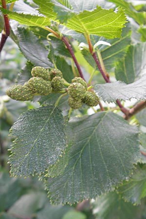 Alnus alnobetula \ Grn-Erle / Green Alder, A Malta - Tal / Valley 19.7.2010
