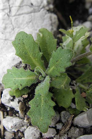 Arabis alpina subsp. alpina \ Alpen-Gnsekresse / Alpine Rock-Cress, A Dachstein 20.7.2010