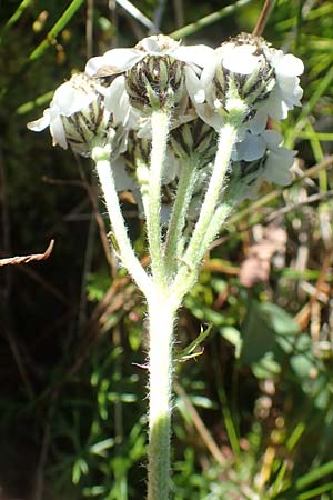 Achillea atrata \ Schwarzrandige Schafgarbe / Black Milfoil, A Kärnten/Carinthia, Petzen 8.8.2016