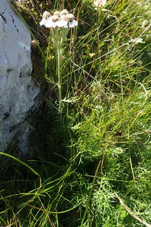 Achillea atrata \ Schwarzrandige Schafgarbe / Black Milfoil, A Kärnten/Carinthia, Petzen 8.8.2016