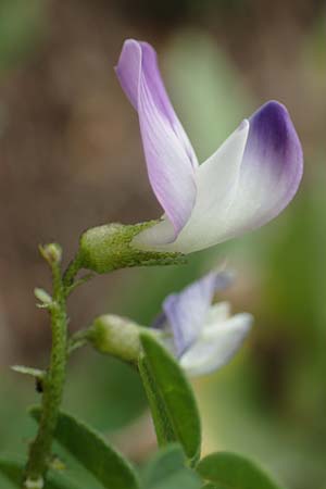 Astragalus alpinus \ Alpen-Tragant / Alpine Milk-Vetch, A Pusterwald, Eiskar 1.7.2019