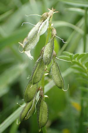 Astragalus alpinus \ Alpen-Tragant / Alpine Milk-Vetch, A Pusterwald, Eiskar 1.7.2019