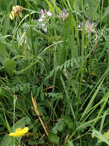 Astragalus alpinus \ Alpen-Tragant / Alpine Milk-Vetch, A Pusterwald, Eiskar 1.7.2019