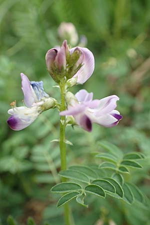 Astragalus alpinus \ Alpen-Tragant / Alpine Milk-Vetch, A Pusterwald, Eiskar 1.7.2019