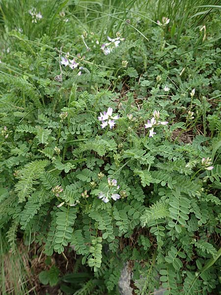 Astragalus alpinus \ Alpen-Tragant / Alpine Milk-Vetch, A Pusterwald, Eiskar 1.7.2019