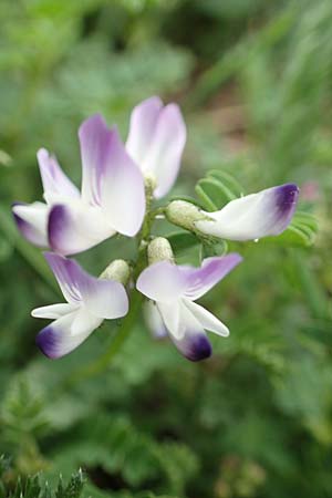 Astragalus alpinus \ Alpen-Tragant / Alpine Milk-Vetch, A Pusterwald, Eiskar 1.7.2019