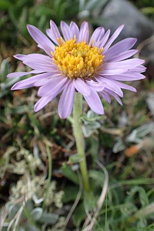 Aster alpinus \ Alpen-Aster / Alpine Aster, A Trenchtling 3.7.2019