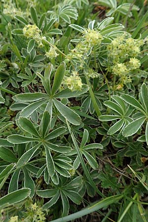 Alchemilla alpigena \ Gefalteter Alpen-Frauenmantel / Alpine Lady's Mantle, A Trenchtling 3.7.2019