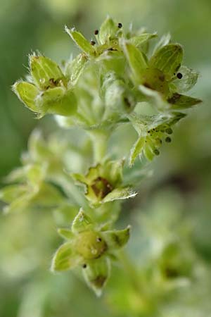 Alchemilla alpigena \ Gefalteter Alpen-Frauenmantel / Alpine Lady's Mantle, A Trenchtling 3.7.2019