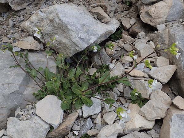Arabis alpina subsp. alpina \ Alpen-Gnsekresse / Alpine Rock-Cress, A Osttirol, Porze 13.7.2019