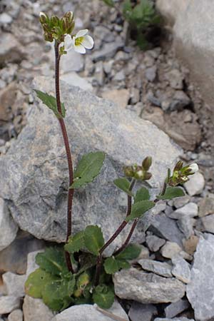 Arabis alpina subsp. alpina \ Alpen-Gnsekresse / Alpine Rock-Cress, A Osttirol, Porze 13.7.2019