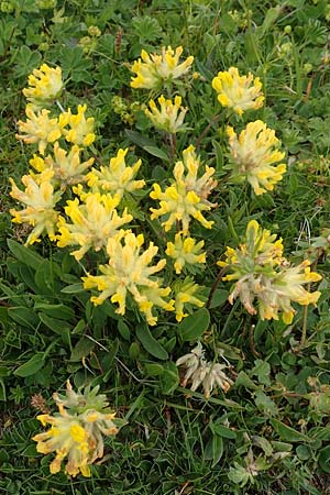 Anthyllis vulneraria subsp. alpestris \ Alpen-Wundklee / Alpine Kidney Vetch, A Rax 28.6.2020