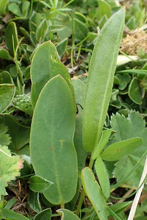 Anthyllis vulneraria subsp. alpestris \ Alpen-Wundklee / Alpine Kidney Vetch, A Rax 28.6.2020