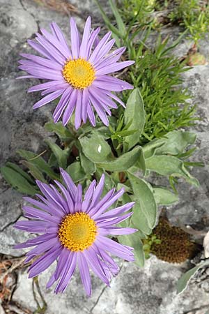 Aster alpinus \ Alpen-Aster / Alpine Aster, A Schneealpe 30.6.2020
