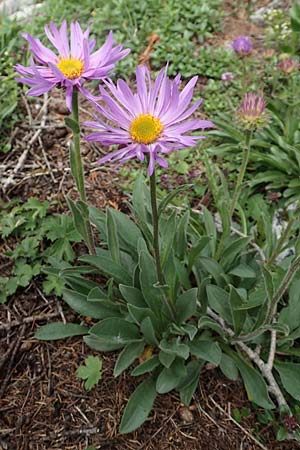 Aster alpinus \ Alpen-Aster / Alpine Aster, A Schneealpe 30.6.2020