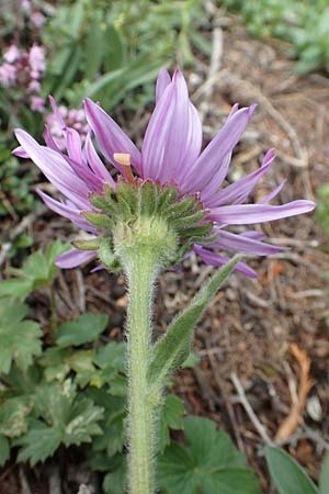 Aster alpinus \ Alpen-Aster / Alpine Aster, A Schneealpe 30.6.2020