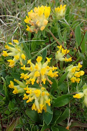 Anthyllis vulneraria subsp. alpestris \ Alpen-Wundklee / Alpine Kidney Vetch, A Schneealpe 30.6.2020