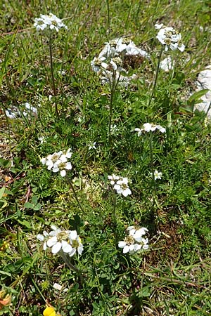 Achillea atrata \ Schwarzrandige Schafgarbe / Black Milfoil, A Lawinenstein 5.7.2020