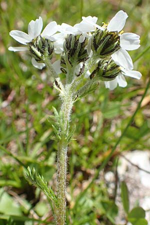 Achillea atrata \ Schwarzrandige Schafgarbe / Black Milfoil, A Lawinenstein 5.7.2020