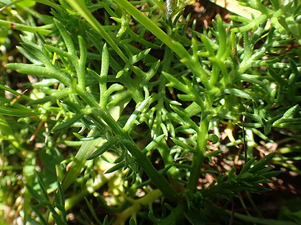 Achillea atrata \ Schwarzrandige Schafgarbe / Black Milfoil, A Lawinenstein 5.7.2020