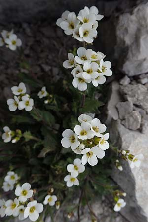 Arabis alpina subsp. alpina \ Alpen-Gnsekresse / Alpine Rock-Cress, A Dachstein 10.7.2020