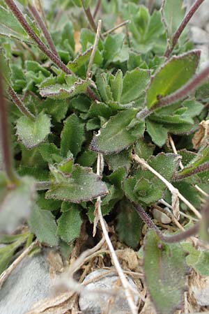 Arabis alpina subsp. alpina \ Alpen-Gnsekresse / Alpine Rock-Cress, A Dachstein 10.7.2020