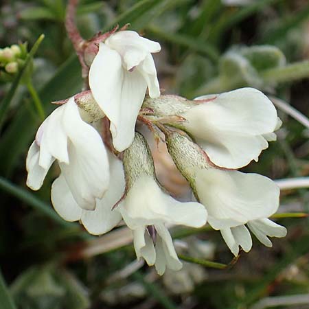 Astragalus alpinus \ Alpen-Tragant / Alpine Milk-Vetch, A Wölzer Tauern, Kleiner Zinken 26.6.2021