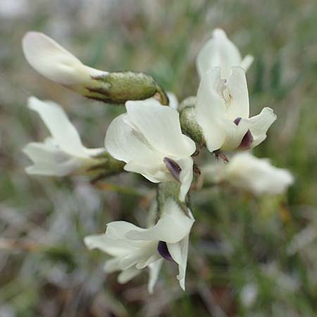 Astragalus alpinus \ Alpen-Tragant / Alpine Milk-Vetch, A Wölzer Tauern, Kleiner Zinken 26.6.2021