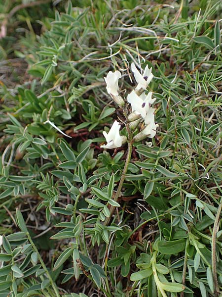 Astragalus alpinus \ Alpen-Tragant / Alpine Milk-Vetch, A Wölzer Tauern, Kleiner Zinken 26.6.2021