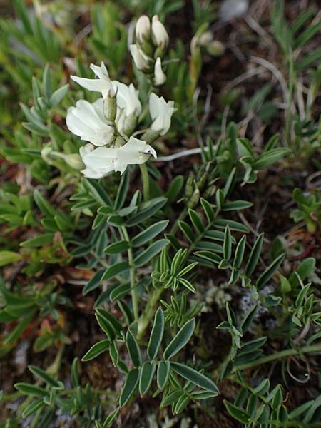 Astragalus alpinus \ Alpen-Tragant / Alpine Milk-Vetch, A Wölzer Tauern, Kleiner Zinken 26.6.2021