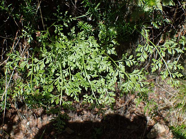 Asplenium cuneifolium \ Serpentin-Streifenfarn / Serpentine Spleenwort, A Kraubath (Mur) 27.6.2021