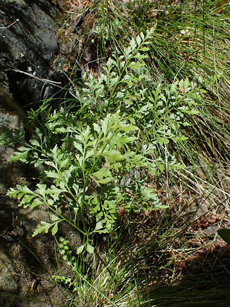 Asplenium cuneifolium \ Serpentin-Streifenfarn / Serpentine Spleenwort, A Kraubath (Mur) 27.6.2021
