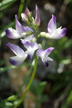 Astragalus alpinus \ Alpen-Tragant / Alpine Milk-Vetch, A Pusterwald, Eiskar 29.6.2021
