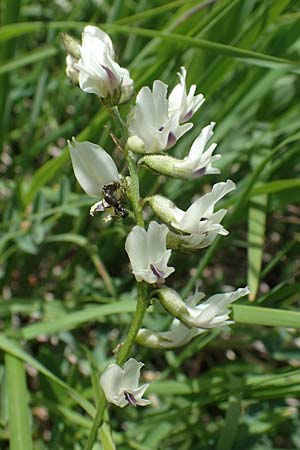 Astragalus alpinus \ Alpen-Tragant / Alpine Milk-Vetch, A Pusterwald, Eiskar 29.6.2021