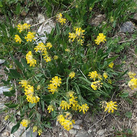 Anthyllis vulneraria subsp. alpestris \ Alpen-Wundklee / Alpine Kidney Vetch, A Pusterwald, Eiskar 29.6.2021