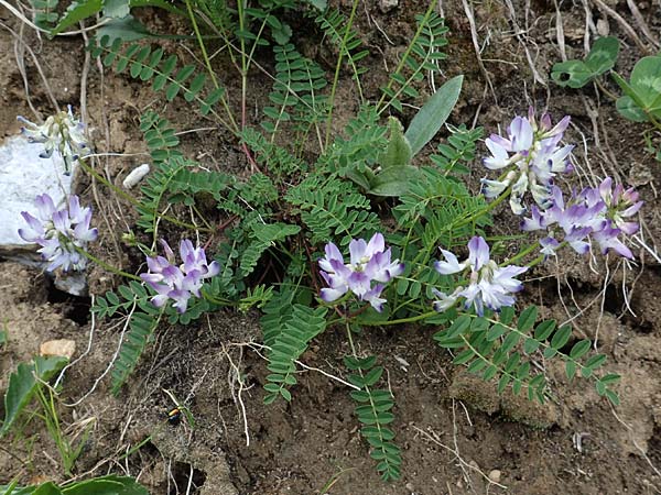 Astragalus alpinus \ Alpen-Tragant / Alpine Milk-Vetch, A Pusterwald, Eiskar 29.6.2021