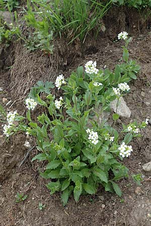 Arabis alpina subsp. alpina \ Alpen-Gnsekresse / Alpine Rock-Cress, A Pusterwald, Eiskar 29.6.2021