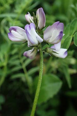 Astragalus alpinus \ Alpen-Tragant / Alpine Milk-Vetch, A Pusterwald, Eiskar 29.6.2021