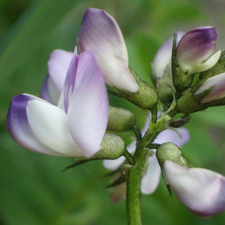Astragalus alpinus \ Alpen-Tragant / Alpine Milk-Vetch, A Pusterwald, Eiskar 29.6.2021