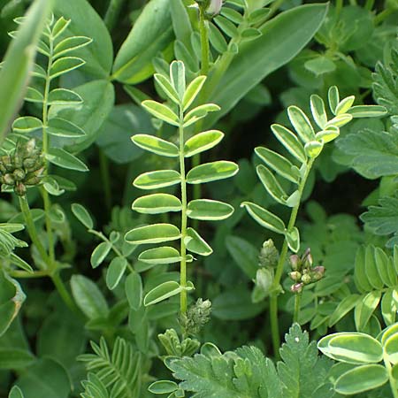 Astragalus alpinus \ Alpen-Tragant / Alpine Milk-Vetch, A Pusterwald, Eiskar 29.6.2021