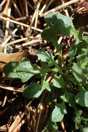 Arabidopsis arenosa \ Sand- / Sand Rock-Cress, A Kraubath (Mur) 25.7.2021
