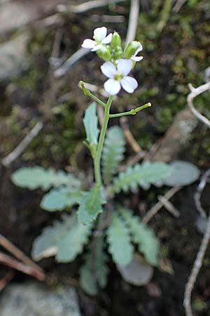 Arabidopsis arenosa \ Sand- / Sand Rock-Cress, A Kraubath (Mur) 25.7.2021