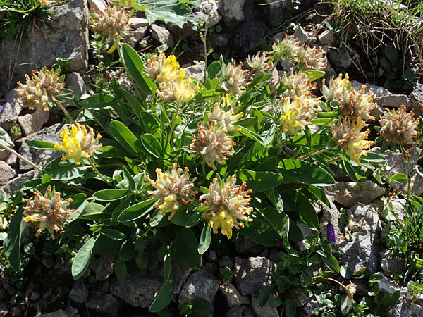 Anthyllis vulneraria subsp. alpestris \ Alpen-Wundklee / Alpine Kidney Vetch, A Eisenerzer Reichenstein 28.7.2021