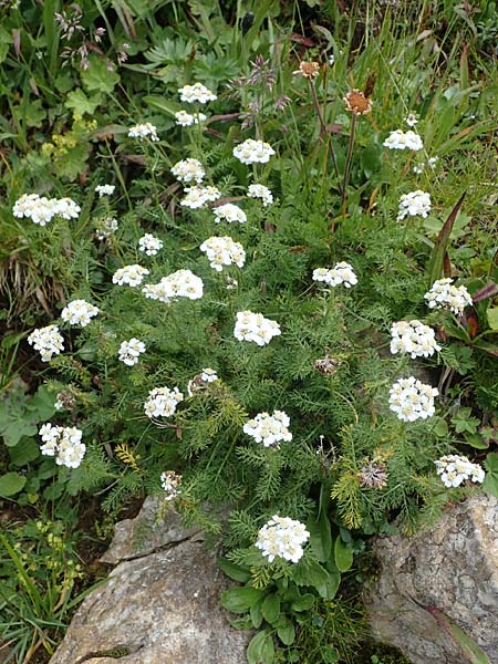 Achillea atrata \ Schwarzrandige Schafgarbe / Black Milfoil, A Eisenerzer Reichenstein 28.7.2021