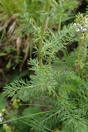 Achillea atrata \ Schwarzrandige Schafgarbe / Black Milfoil, A Eisenerzer Reichenstein 28.7.2021