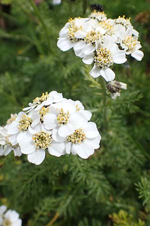 Achillea atrata \ Schwarzrandige Schafgarbe / Black Milfoil, A Eisenerzer Reichenstein 28.7.2021